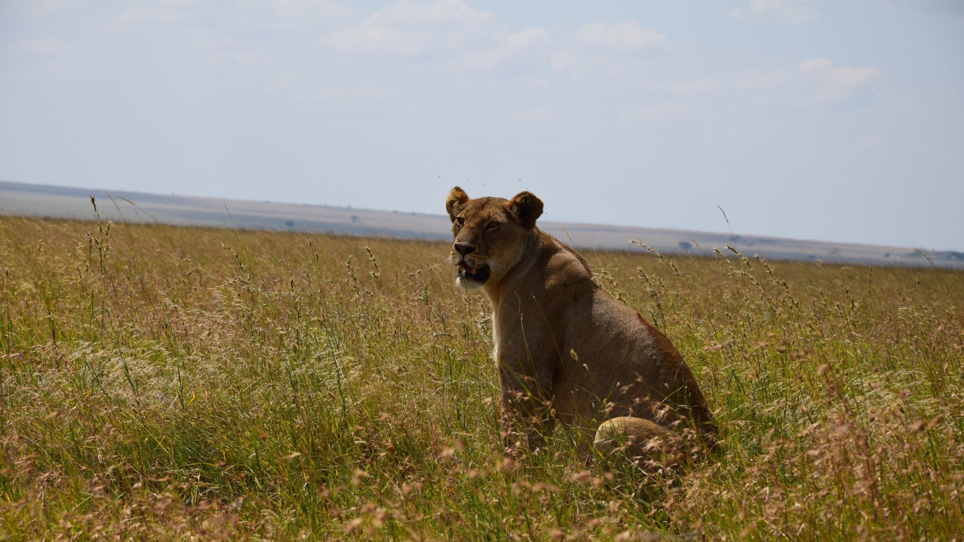 klassiker-safari-sansibar-meineweltreisen
